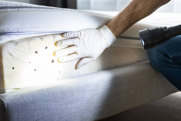 Best Affordable Pest Control Services  in Jefferson, IA