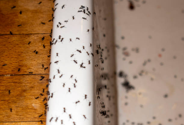 Pest Control Cost in Jefferson, IA