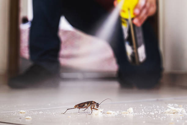 Best Pest Prevention Services  in Jefferson, IA